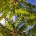 Tropical background of coconut palm leaves Royalty Free Stock Photo