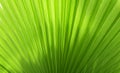 Tropical background with an enlarged leaf of a palm tree Washingtonia close-up with copy space. Tropical design