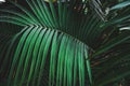Green palm leaf in rainforest. Tropical background.