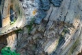 Tropical background, jungle texture and stone rock with lianas in rainforest with moss