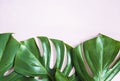 Tropical background with monstera leaves