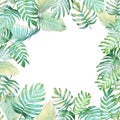 Tropical background with Monstera philodendron and palm leaves i