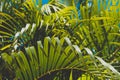 Tropical background, palm leaves closeup, palm trees