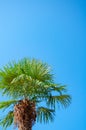 Tropical background palm tree close up against blue sky Royalty Free Stock Photo