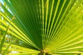 Tropical background. Palm tree leaf.