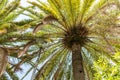 Tropical background with palm tree Royalty Free Stock Photo