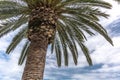 Tropical background with palm tree Royalty Free Stock Photo