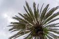 Tropical background with palm tree Royalty Free Stock Photo