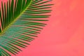 Tropical Background Palm Trees Branches. Holiday. Travel. Copy space.