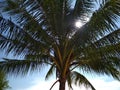 Tropical background photo with coconut palm tree