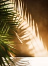 Tropical background for a product placement, palm tree leaves and sunlight shadows on the wall, minimalistic botanical backdrop, Royalty Free Stock Photo