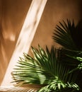 Tropical background for a product placement, palm tree leaves and sunlight shadows on the wall, minimalistic botanical backdrop, Royalty Free Stock Photo