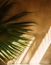 Tropical background for a product placement, palm tree leaves and sunlight shadows on the wall, minimalistic botanical Royalty Free Stock Photo