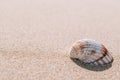 Tropical background with seashells, shells on sand tropical sea beach. Design of summer vacation holiday concept Royalty Free Stock Photo