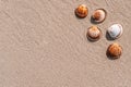 Tropical background with seashells, shells on sand tropical sea beach. Design of summer vacation holiday concept Royalty Free Stock Photo