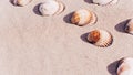 Tropical background with seashells, shells on sand tropical sea beach. Design of summer vacation holiday concept. Royalty Free Stock Photo
