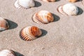 Tropical background with seashells, shells on sand tropical sea beach. Design of summer vacation holiday concept. Royalty Free Stock Photo