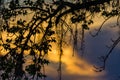 Tropical background of Spanish moss and leaves with sunset behind