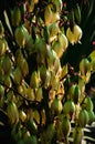 Tropical background white yucca flower close up