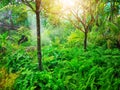 Tropical backyard garden, greenery fern and epiphyte plant, shrub and bush under shading of the trees, good care maintenance