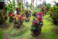Tropical Balata garden in Martinique Royalty Free Stock Photo