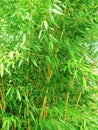 Tropical bamboo background