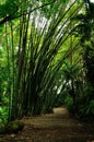 Tropical Bamboo forest on Mauritius Island