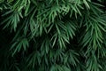 Tropical bamboo forest plant bush growing in wild, green bamboo leaves evergreen plant on dark background nature backdrop