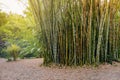 Tropical bamboo forest in Trinidad and Tobago