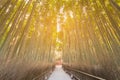 Tropical bamboo forest with walking path Royalty Free Stock Photo
