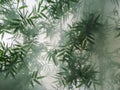 Tropical bamboo trees behind the frosted glass in the fog with backlighting. decoration of green plants premises, background. the