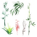 Tropical bamboo in a watercolor style isolated.