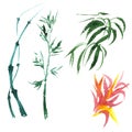 Tropical bamboo in a watercolor style isolated.