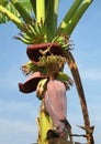 A tropical banana bud