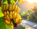 Tropical Banana Bunch Growing On Tree Royalty Free Stock Photo
