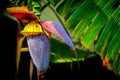 Tropical banana flower in a plantation