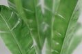 Tropical banana leaf behind frosted glass. Abstract botanical background with green foliage. Asian indoor garden with palm tree Royalty Free Stock Photo