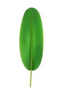 Tropical banana leaf, rounded long exotic foliage