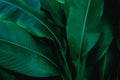 Abstract green leaf, large palm foliage nature dark green background Royalty Free Stock Photo