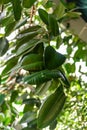 Tropical banana leaf texture in garden, abstract green leaf, large palm foliage nature dark green background. Big green Royalty Free Stock Photo