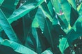 Tropical banana leaf texture, large palm foliage nature dark green background. Royalty Free Stock Photo