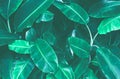 Tropical banana leaf texture, large palm foliage nature dark green background Royalty Free Stock Photo