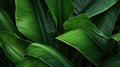 Tropical banana leaf texture, large palm foliage nature dark green background