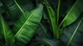 Tropical banana leaf texture, large palm foliage nature dark green background