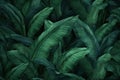 Tropical banana leaf texture, large palm foliage nature dark green background