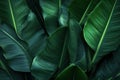 Tropical banana leaf texture, large palm foliage nature dark green background