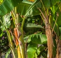 tropical banana leaf texture, large palm foliage nature. tropical banana leaves, green nature background Royalty Free Stock Photo