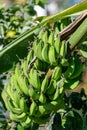 Tropical banana palm tree with green banana fruits growing on pl Royalty Free Stock Photo