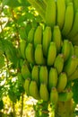 Tropical banana palm tree with green banana fruits growing on pl Royalty Free Stock Photo