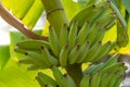 Tropical banana palm tree with green banana fruits growing on pl Royalty Free Stock Photo